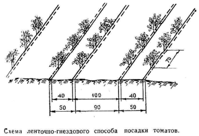 Схема ленточно-гнездового метода посадки помидоров Схема ленточно-гнездового метода посадки помидоров