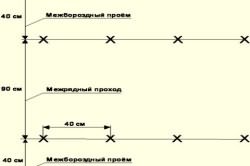 Схема посадки огурцов в шахматном порядке Схема посадки огурцов в шахматном порядке