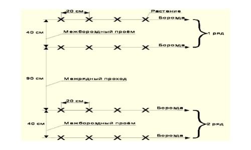 Схема посадки семян огурцов Схема посадки семян огурцов
