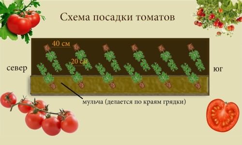 Схема посадки томатов Схема посадки томатов