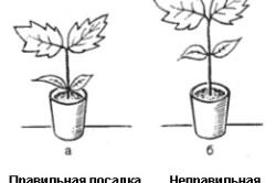 Схема правильной и неправильной посадки сеянца баклажана. Схема правильной и неправильной посадки сеянца баклажана.