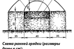 Схема ранней грядки для выращивания огурцов Схема ранней грядки для выращивания огурцов