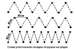 Уплотненная посадка петрушки на грядке Уплотненная посадка петрушки на грядке