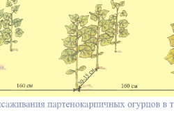 Схема высаживания партенокарпичных огурцов Схема высаживания партенокарпичных огурцов