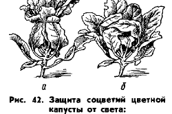 Схема защиты цветной капусты от лишнего света Схема защиты цветной капусты от лишнего света