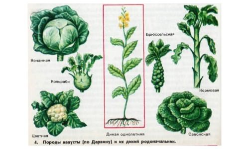 Породы капусты Породы капусты