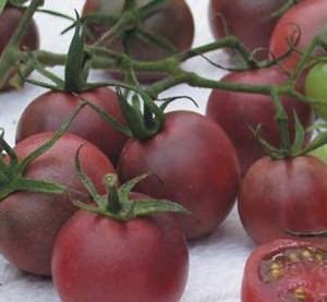 Сорт Блэк черри Сорт Блэк черри