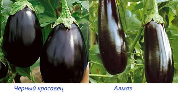 Сорта Черный красавец и Алмаз Сорта Черный красавец и Алмаз
