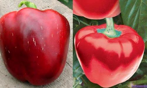 На фото сорт перца Колобок - хорошо растет в Сибири На фото сорт перца Колобок - хорошо растет в Сибири