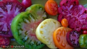 Какие же они все-таки разные! сорта помидоров для теплиц