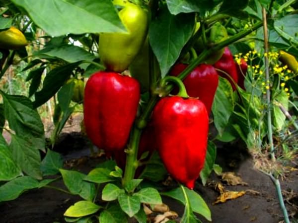 Среднеспелый вид - перец Полтавский Среднеспелый вид - перец Полтавский