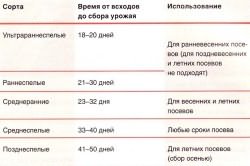 Посев семян редиса Посев семян редиса