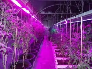 Светодиодное освещение в теплице Светодиодное освещение в теплице