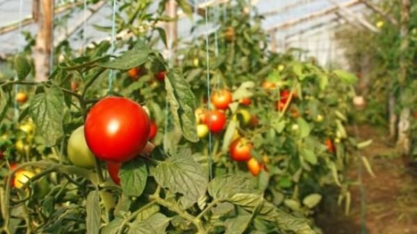 Наиболее часто с целью выращивания томатов используются теплицы на основе поликарбоната
