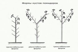 Формы кустов помидоров. Формы кустов помидоров.