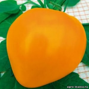 Похожий формой на человеческое сердце сорт цена