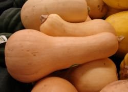 сорт мускатной тыквы Вита сорт мускатной тыквы Вита