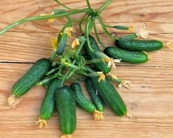 уход за огурцами на балконе