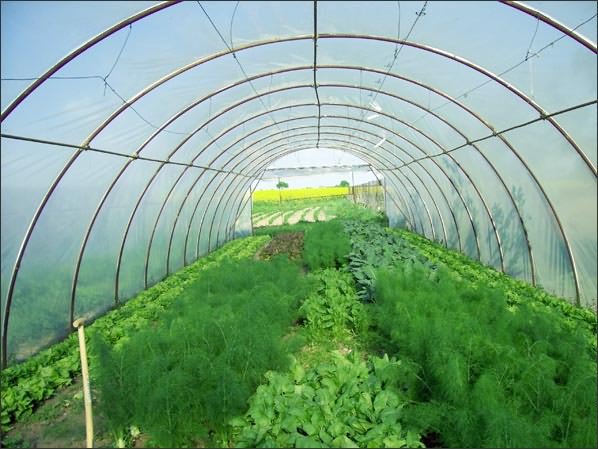 Уплотнение укропом остальных растений Уплотнение укропом остальных растений