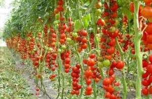 Урожай на высокорослых кустах. Урожай на высокорослых кустах.