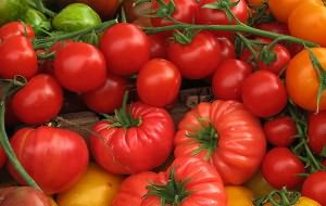 На фото - сорта помидоров для теплицы, tomatomania.ru На фото - сорта помидоров для теплицы, tomatomania.ru