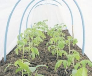 В жаркую погоду пленку с каркасной теплицы лучше вообще убрать