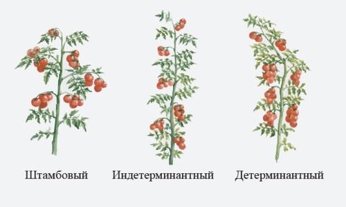 Виды ранних томатов для теплиц Виды ранних томатов для теплиц