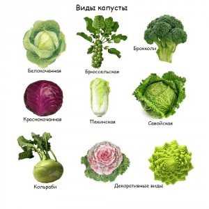 Виды капусты Виды капусты