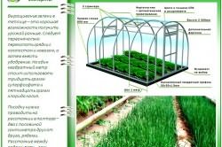 Основные правила выращивания лука в теплице