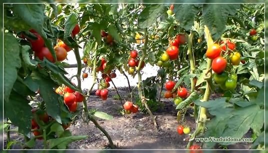 помидоры выращивание фото помидоры посадка и уход фото