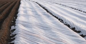 На фото - спанбонд для выращивания картофеля, rmnt.ru На фото - спанбонд для выращивания картофеля, rmnt.ru