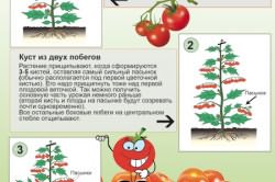 Этапы прищипки томатов Этапы прищипки томатов