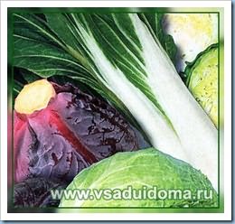Выращивание капусты - краснокочанной, савойской, кольраби, пекинской