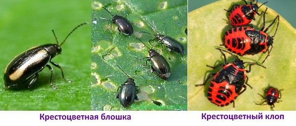 На фото вредители пекинской капусты На фото вредители пекинской капусты