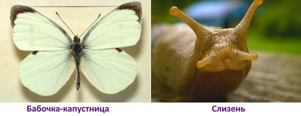 Борьба с вредителями пекинской капусты Борьба с вредителями пекинской капусты