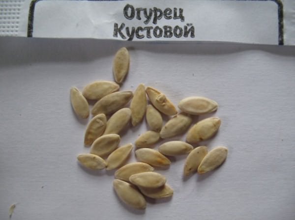 На фото семена огурцов На фото семена огурцов