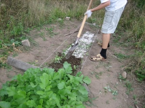 Посев семян Посев семян