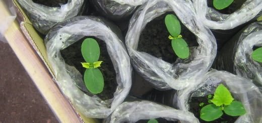 Свежая рассада огурца, www.greentalk.ru Свежая рассада огурца, www.greentalk.ru