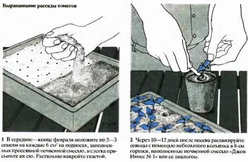 Выращивание рассады томатов Выращивание рассады томатов