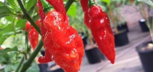 Сорт Bhut Jolokia Сорт Bhut Jolokia