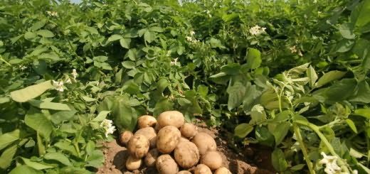 Здоровый картофель, ogorodsadovod.com