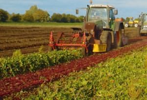 На фото - удаление ботвы картофеля, agrodirect.ru