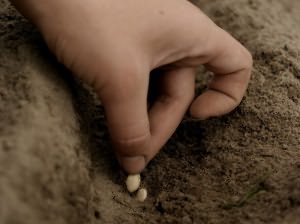 На фото - закладка семян кабачков в легкую почву, supersadovod.ru