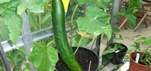 Большой огурец, patientgardener.wordpress.com Большой огурец, patientgardener.wordpress.com