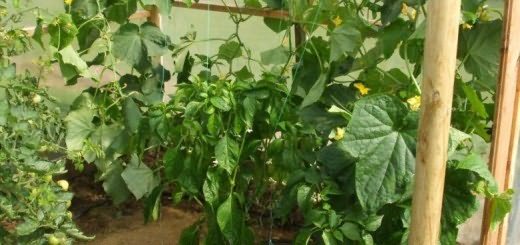 Тепличные огурцы, growfruitandveg.co.uk Тепличные огурцы, growfruitandveg.co.uk