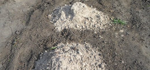 Посадка огурцов в грунт, vkusniogorod.blogspot.com Посадка огурцов в грунт, vkusniogorod.blogspot.com