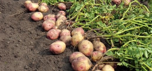 Большй урожай картофеля, cdn.phys.org