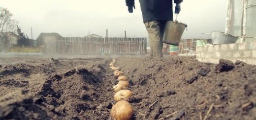 Как посадить картофель по Митлайдеру, board.lutsk.ua