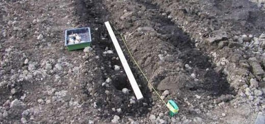 Садим картофель, allotment-garden.org