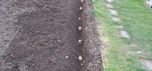 Грядки по Митлайдеру, theguidetogaygardening.com